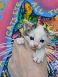 Shelter Stray Female Cat last seen Bexar County, 3353 Morningside Dr, New Braunfels, TX 78132, USA