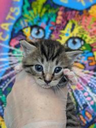 Shelter Stray Male Cat last seen Bexar County, 3353 Morningside Dr, New Braunfels, TX 78132, USA