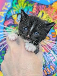 Shelter Stray Male Cat last seen Bexar County, 3353 Morningside Dr, New Braunfels, TX 78132, USA
