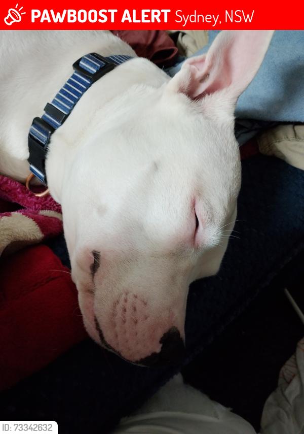 Lost Male Dog last seen Sydney eye hosp., Sydney, NSW 2000