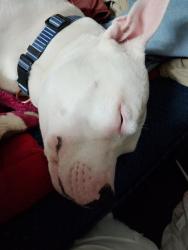 Lost Male Dog last seen Sydney eye hosp., Sydney, NSW 2000