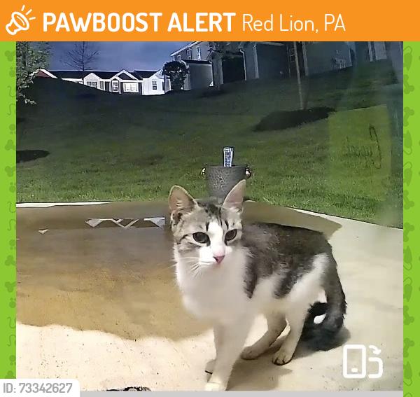 Found/Stray Unknown Cat last seen Hudson Ridge South, Red Lion, PA 17356
