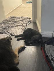Found/Stray Male Dog last seen Lakemead and Michael, Las Vegas, NV 89108