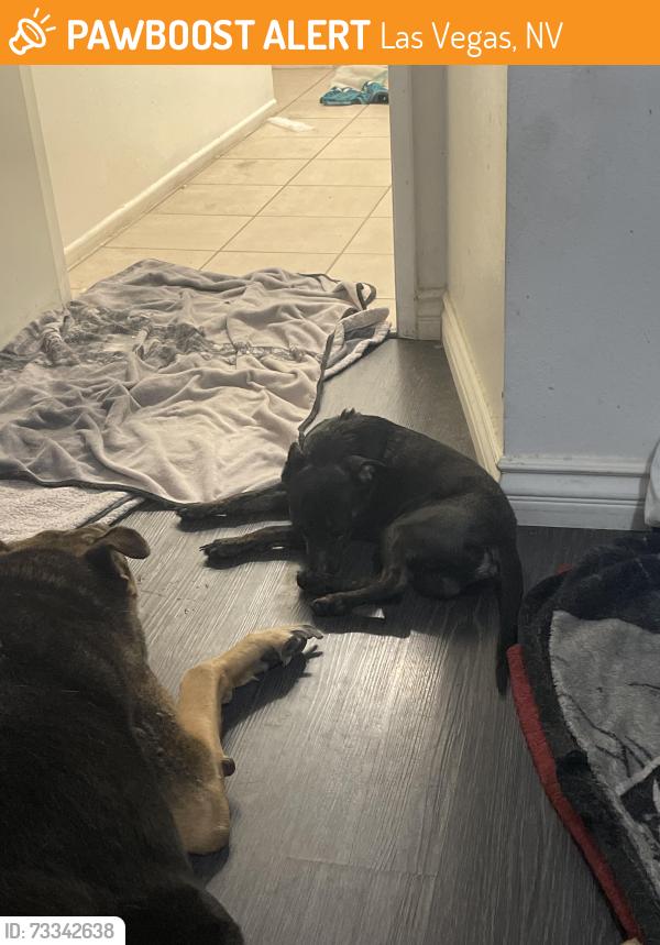 Found/Stray Male Dog last seen Lakemead and Michael, Las Vegas, NV 89108