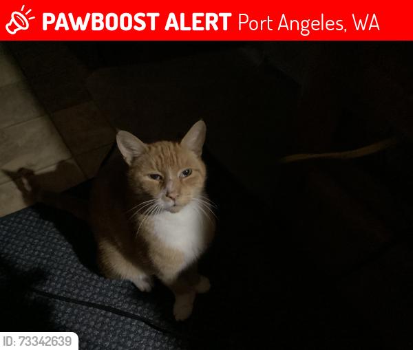 Lost Male Cat last seen Near hwy Gakin rd, and Freemont inn Port Angeles, Port Angeles, WA 98363