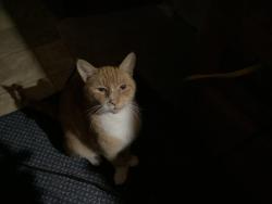Lost Male Cat last seen Near hwy Gakin rd, and Freemont inn Port Angeles, Port Angeles, WA 98363