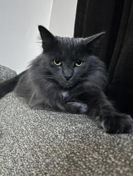 Lost Male Cat last seen NEAR ROANOKE AVE NEXT TO MECURY BLVD LIVES ON 79th Street Newport news, Newport News, VA 23605