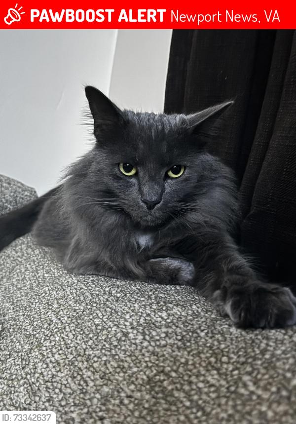 Lost Male Cat last seen NEAR ROANOKE AVE NEXT TO MECURY BLVD LIVES ON 79th Street Newport news, Newport News, VA 23605