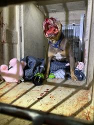 Shelter Stray Male Dog last seen Near, 2600 S Harding St, Indianapolis, IN 46221, USA