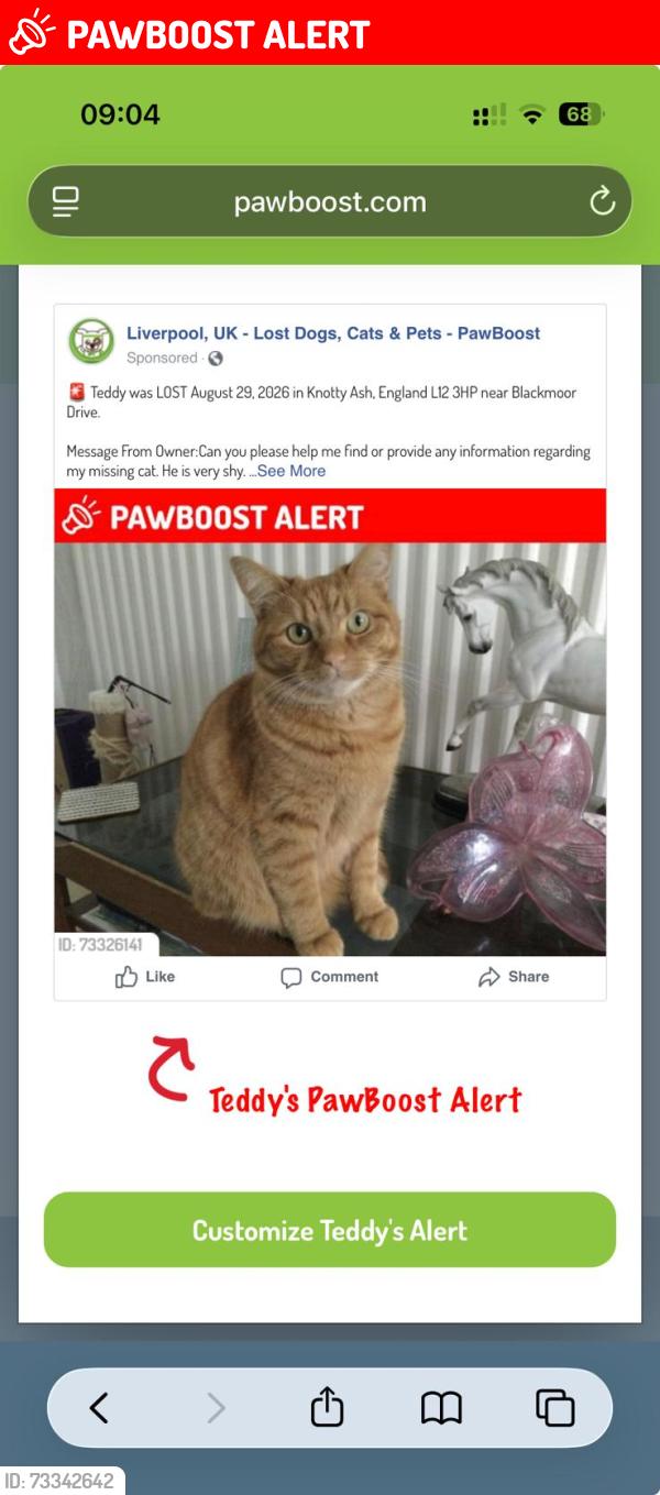 Lost Male Cat last seen Cardinal Heenan playing field, Knotty Ash, England L12 3HP