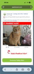Lost Male Cat last seen Cardinal Heenan playing field, Knotty Ash, England L12 3HP