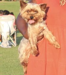 Lost Female Dog last seen Washington rd, East Point, GA 30344