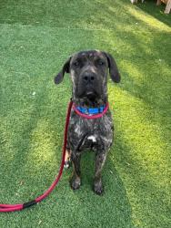 Shelter Stray Female Dog last seen Near W Fairmount ave, 21223, MD, 2490 Giles Rd, Baltimore, MD 21225, USA