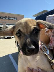 Found/Stray Female Dog last seen Near Main St Suite 110, Highland Village, TX 75077, Highland Village, TX 75077