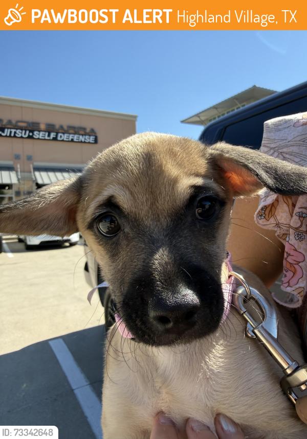 Found/Stray Female Dog last seen Near Main St Suite 110, Highland Village, TX 75077, Highland Village, TX 75077