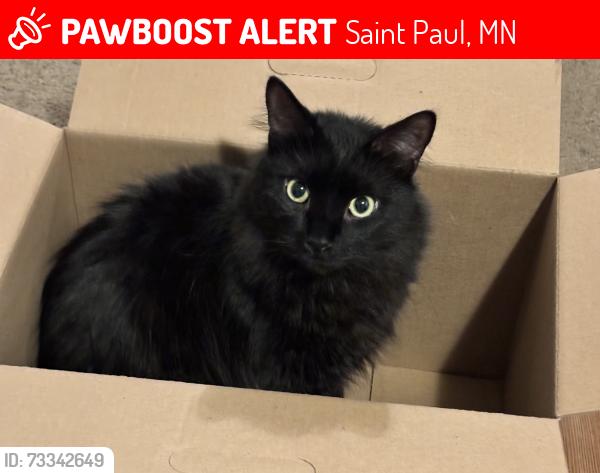 Lost Male Cat last seen Lake road terrace by a gas station, Saint Paul, MN 55125