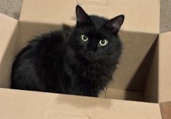 Lost Male Cat last seen Lake road terrace by a gas station, Saint Paul, MN 55125