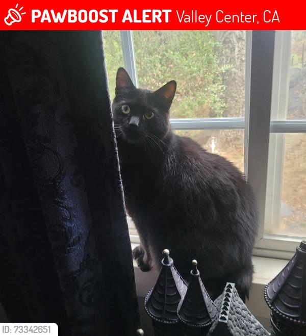 Lost Male Cat last seen West Lilac and Munster Platz, Valley Center, CA 92082
