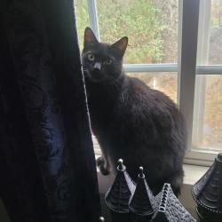 Lost Male Cat last seen West Lilac and Munster Platz, Valley Center, CA 92082
