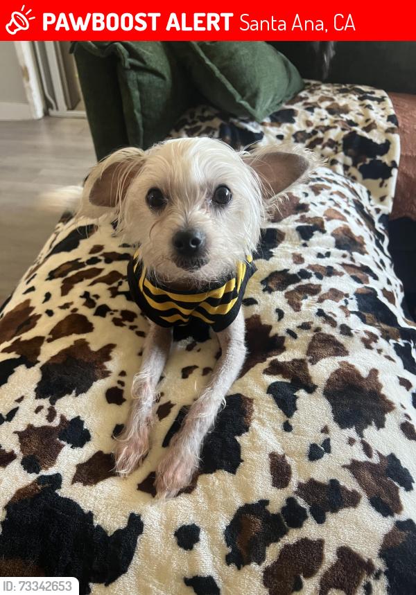 Lost Male Dog last seen Hazard & newhope, Santa Ana, CA 92703