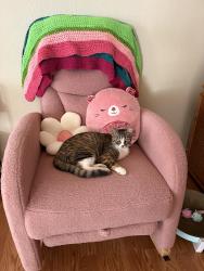 Lost Female Cat last seen Nipomo and 8th, Baywood-Los Osos, CA 93402