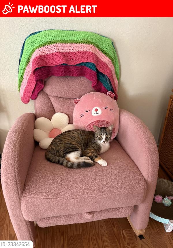 Lost Female Cat last seen Nipomo and 8th, Baywood-Los Osos, CA 93402