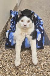 Lost Male Cat last seen State rd and concord ave, Drexel Hill, PA 19026