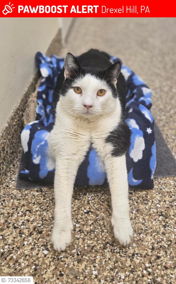Lost Male Cat last seen State rd and concord ave, Drexel Hill, PA 19026