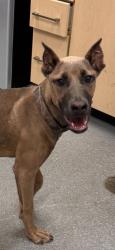 Shelter Stray Female Dog last seen , 5302 Stone St, Chattanooga, TN 37412, USA