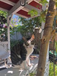 Lost Male Cat last seen Branford Park — Arleta & Branford Cross street, Los Angeles, CA 91331