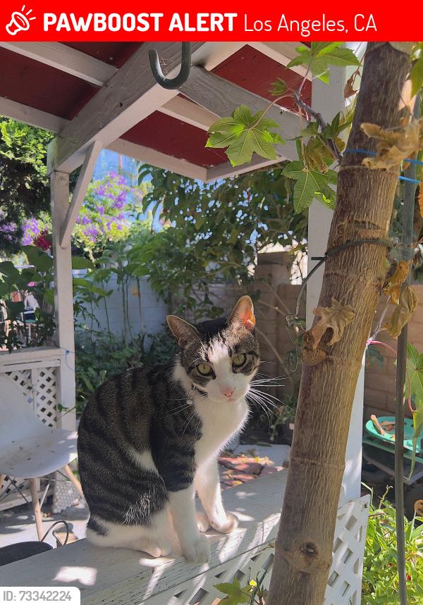 Lost Male Cat last seen Branford Park — Arleta & Branford Cross street, Los Angeles, CA 91331