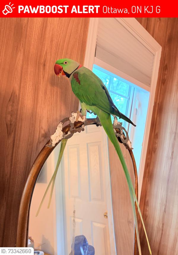 Lost Male Bird last seen Upminster, Ottawa, ON K2J 5G6