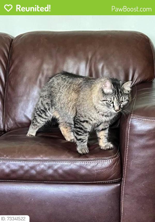 Reunited Male Cat last seen Squadron line school, Simsbury, CT 06070