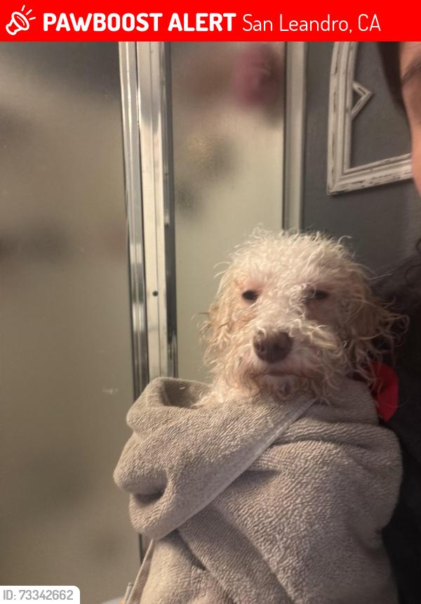 Lost Female Dog last seen Near west ave 136, San Leandro, CA 94577
