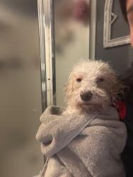 Lost Female Dog last seen Near west ave 136, San Leandro, CA 94577