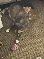 Lost Female Cat last seen Trailer park, under trailer # 22., Wellton, AZ 85356
