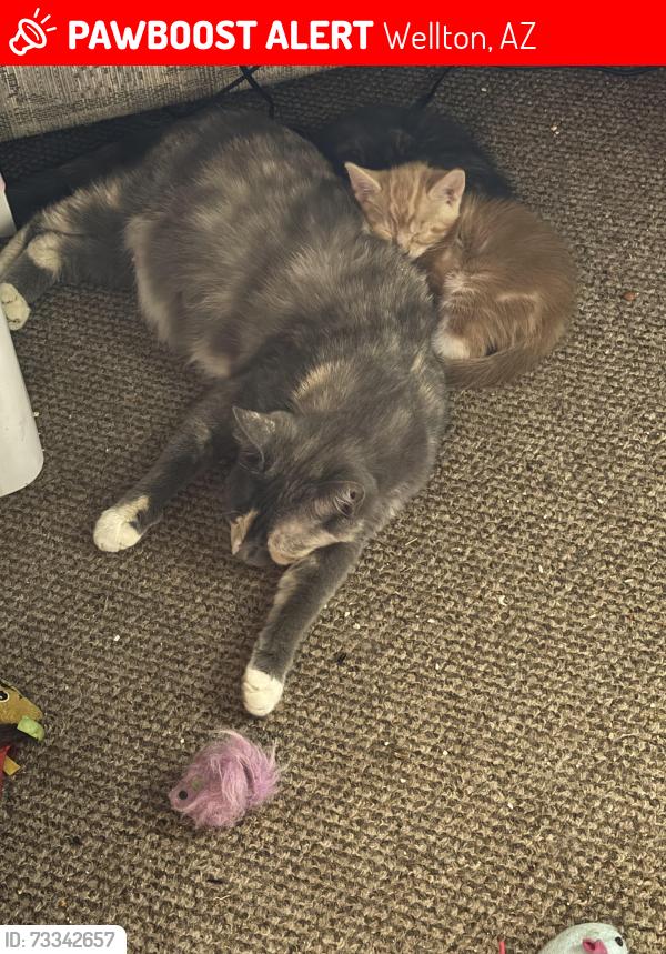 Lost Female Cat last seen Trailer park, under trailer # 22., Wellton, AZ 85356