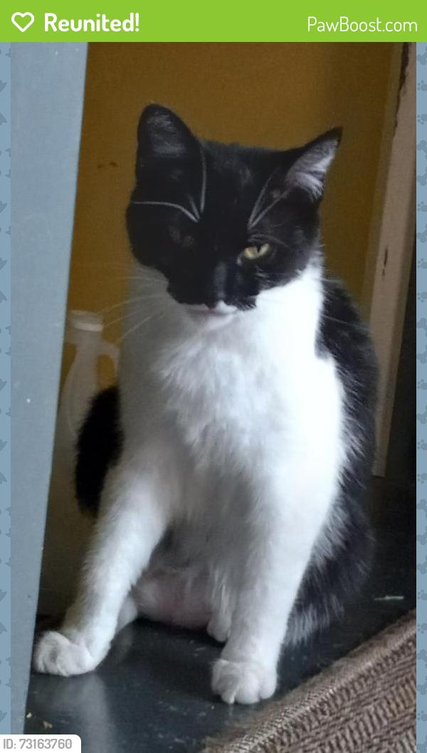 Reunited Female Cat last seen Parnell ave and Kentucky, Fort Wayne, IN 46805