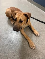 Shelter Stray Female Dog last seen Near BLOCK NW 30TH ST, 3599 NW 79th Ave, Doral, FL 33122, USA