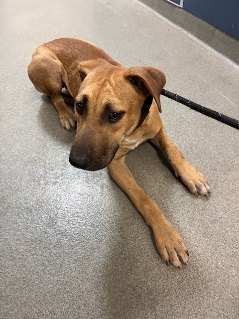 Shelter Stray Female Dog last seen Near BLOCK NW 30TH ST, 3599 NW 79th Ave, Doral, FL 33122, USA