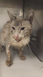 Shelter Stray Male Cat last seen Near BLOCK NW 116TH ST, 3599 NW 79th Ave, Doral, FL 33122, USA