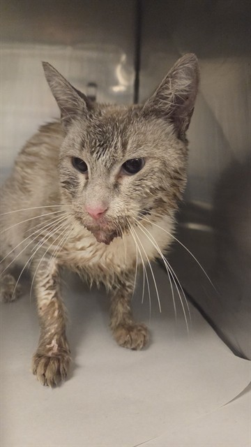 Shelter Stray Male Cat last seen Near BLOCK NW 116TH ST, 3599 NW 79th Ave, Doral, FL 33122, USA