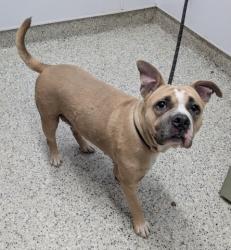 Shelter Stray Female Dog last seen Near BLOCK FAIRMOUNT DR, DETROIT MI 48205, 7401 Chrysler Dr, Detroit, MI 48211, USA