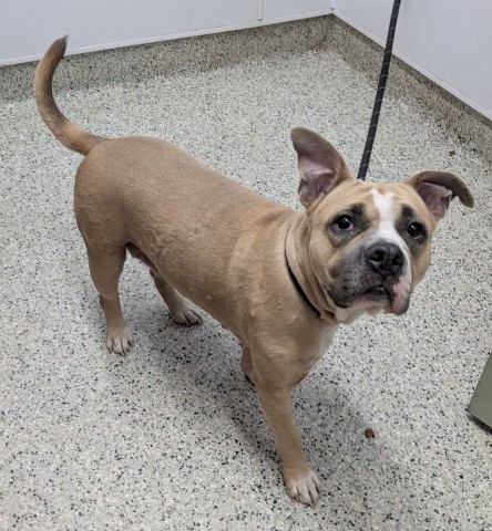 Shelter Stray Female Dog last seen Near BLOCK FAIRMOUNT DR, DETROIT MI 48205, 7401 Chrysler Dr, Detroit, MI 48211, USA
