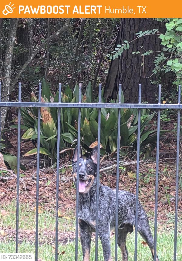 Found/Stray Male Dog last seen Kings river dr, Humble, TX 77346