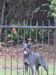 Found/Stray Male Dog last seen Kings river dr, Humble, TX 77346