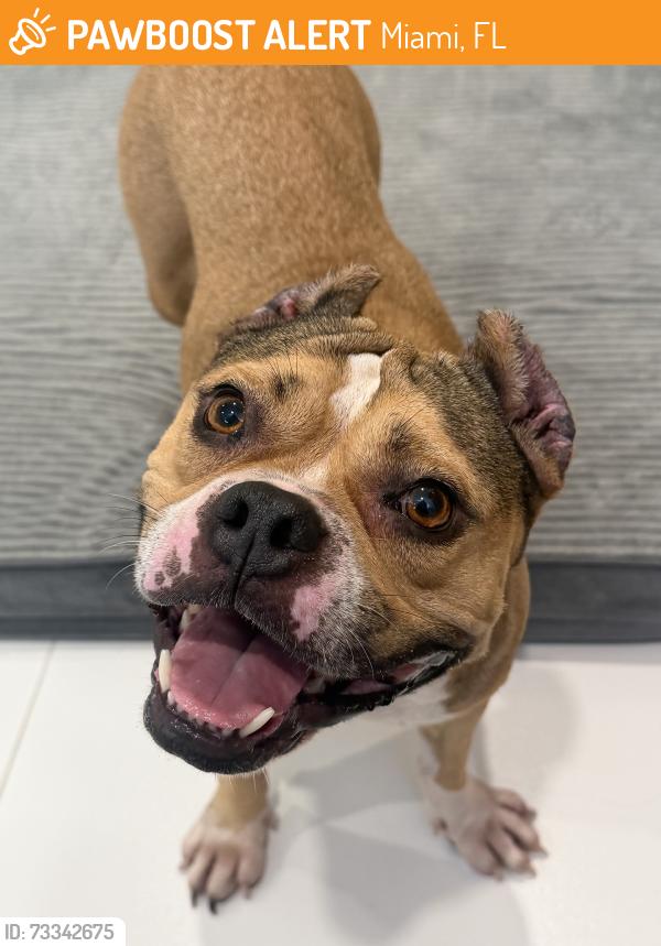 Found/Stray Female Dog last seen HCA hosp, Miami, FL 33175