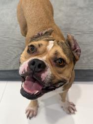 Found/Stray Female Dog last seen HCA hosp, Miami, FL 33175
