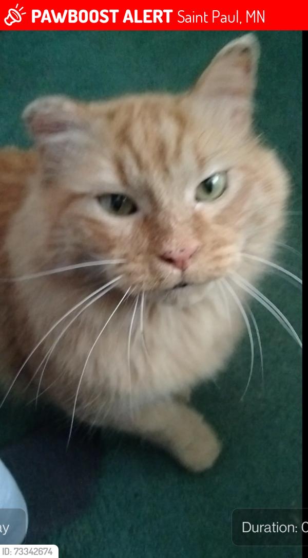 Lost Male Cat last seen Upper afton rd, Saint Paul, MN 55106