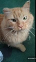 Lost Male Cat last seen Upper afton rd, Saint Paul, MN 55106